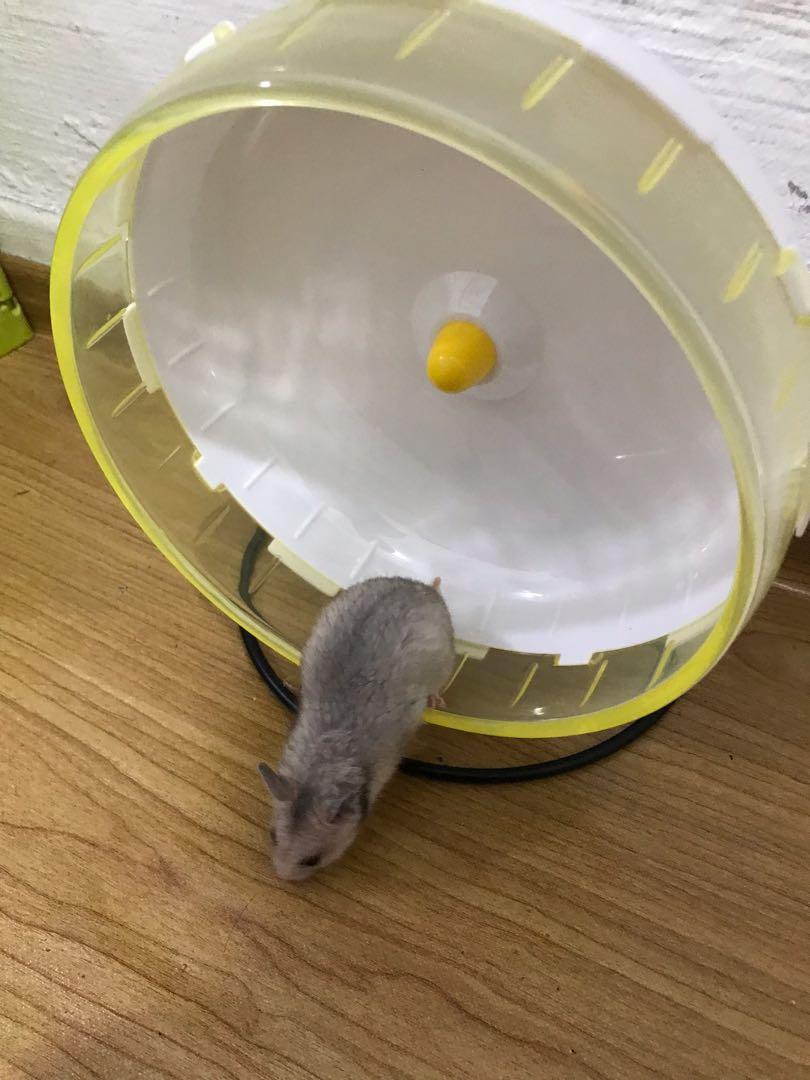 homemade hamster run