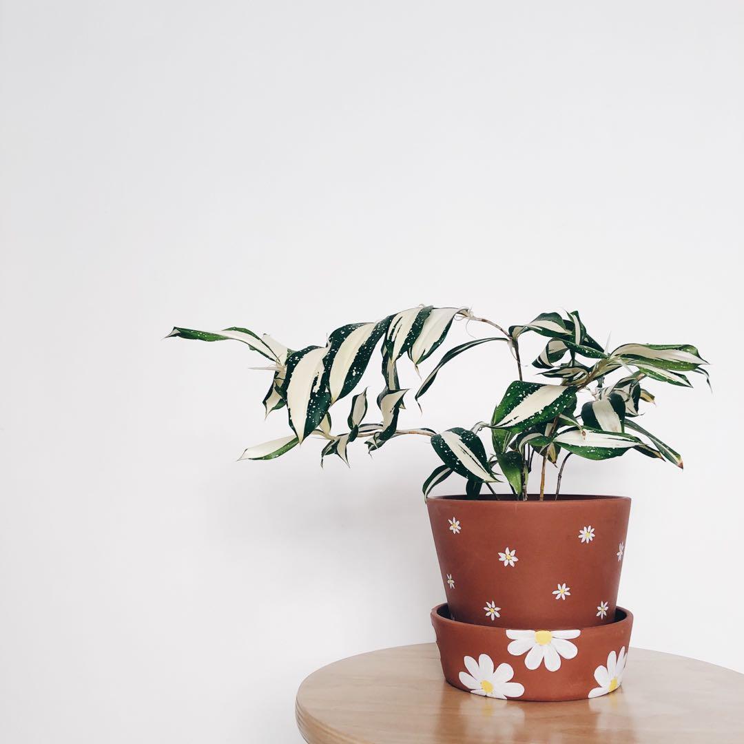 Hand Painted Daisy Terracotta Plant Pot With Tray Gardening Pots Planters On Carousell