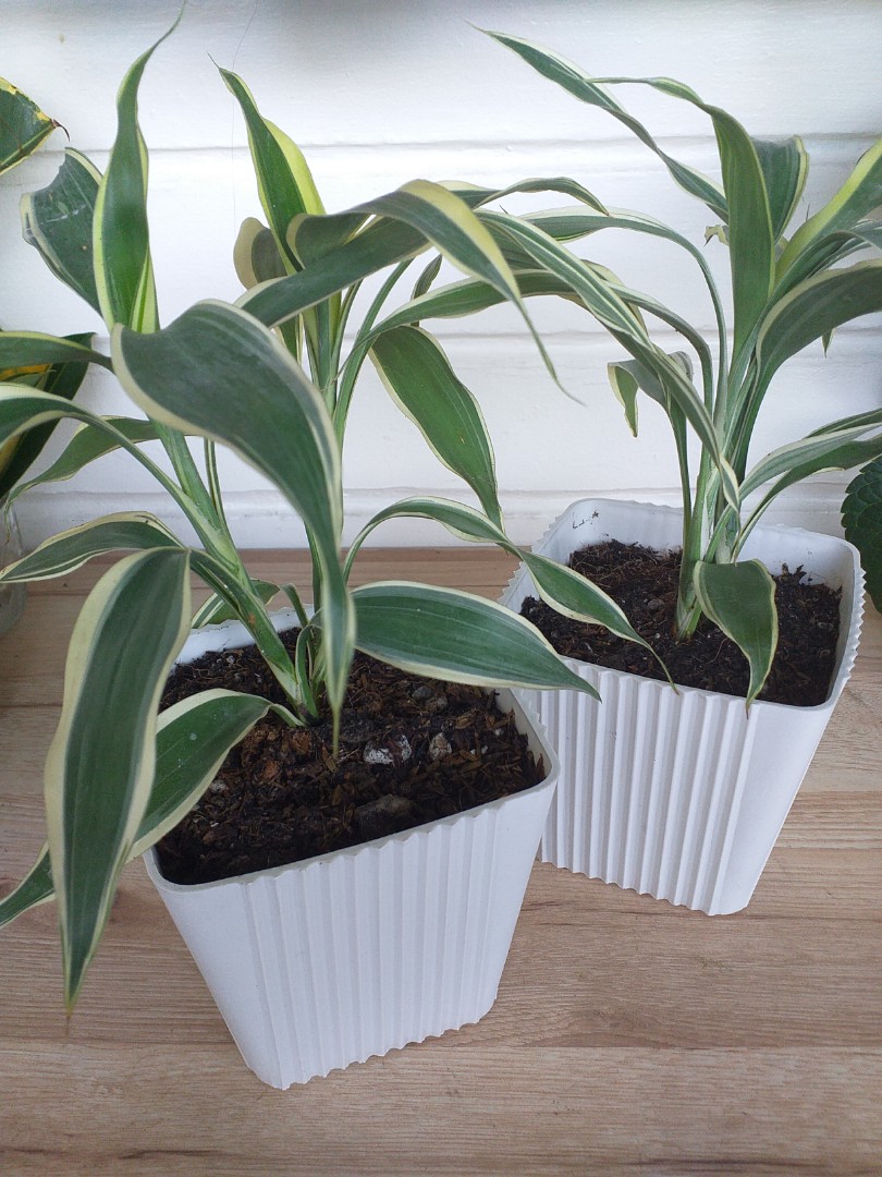 Lucky Bamboo Plant Indoor Plant Dracaena Reflexa Gardening 2 Stalks Meaning Luck For Love Furniture Home Living Gardening Plants Seeds On Carousell Meaning of number of lucky bamboo stalks. lucky bamboo plant indoor plant dracaena reflexa gardening 2 stalks meaning luck for love