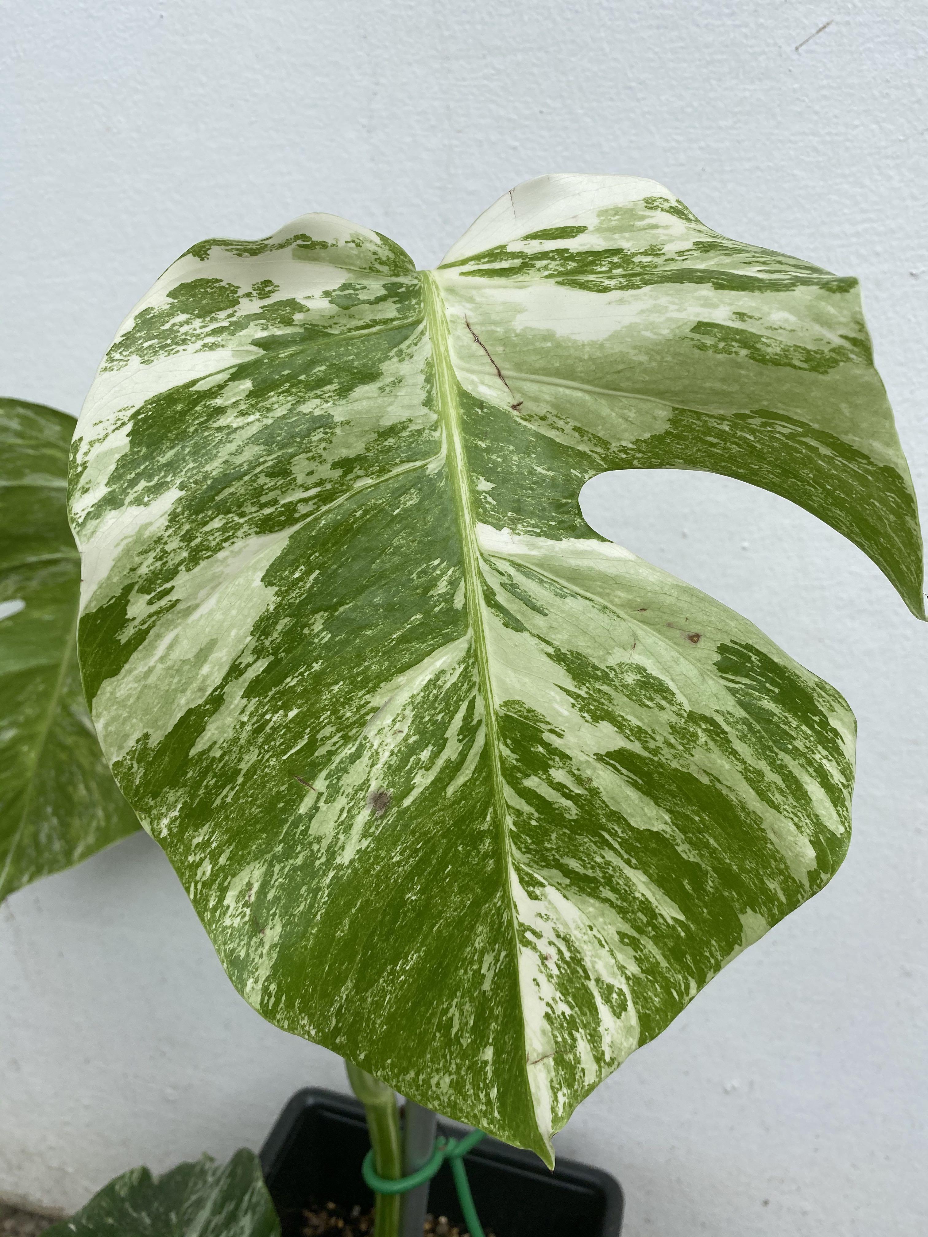 Monstera Albo Borsigiana Japan Gardening Plants On Carousell
