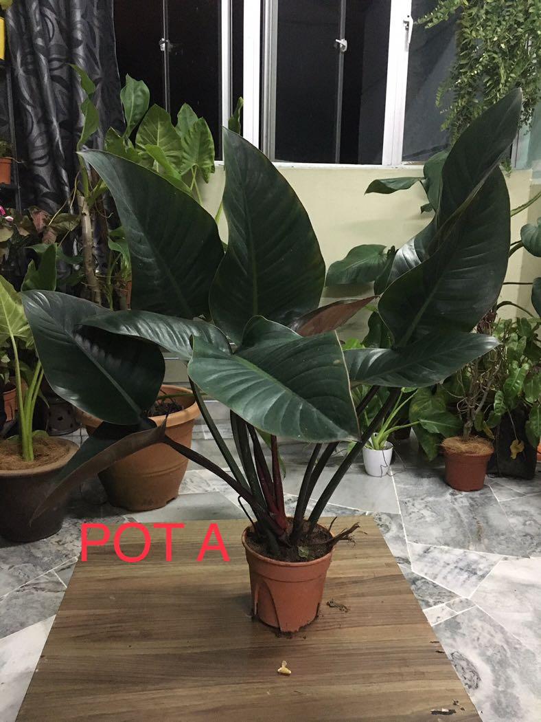 Philodendron Red Congo Big Size With Stable Root Home Furniture Gardening On Carousell