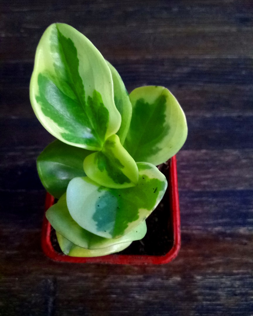 Variegated Baby Rubber Plant Furniture Home Living Gardening Plants Seeds On Carousell