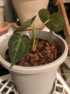 （分類：）位於 。 由 uzzzz 提交（商品編號 1031286384，圖片 1）。簡介： 。