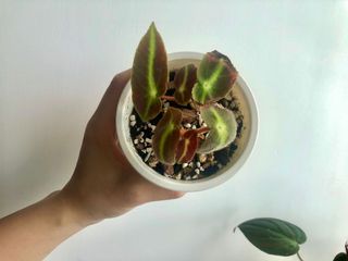 （分類：）位於 。 由 uzzzz 提交（商品編號 1031242359，圖片 1）。簡介： 。