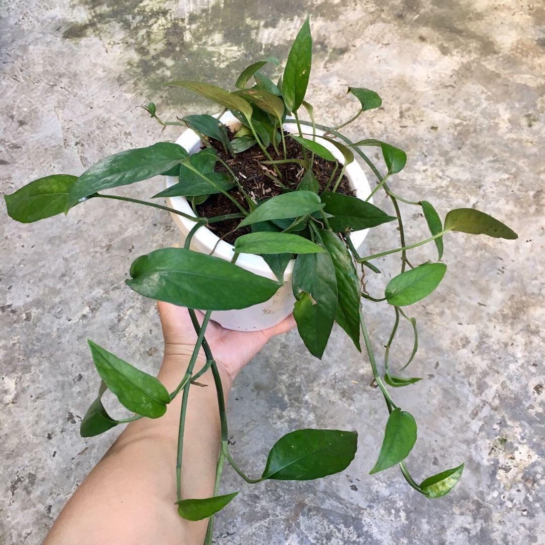 Epipremnum Pinnatum Or Tibatib Juvenile Form Gardening Flowers Plants On Carousell