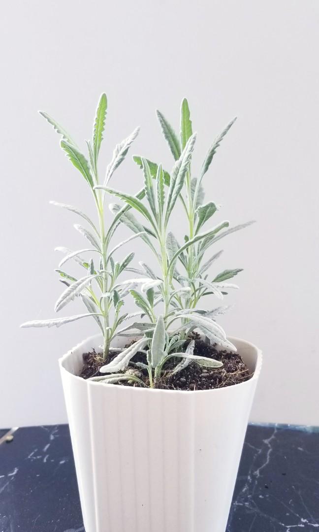 Lavender Herb Plant With Pot Indoor Gardening Flowers Plants On Carousell Trade lavender bundle and other adopt me items on traderie, a peer to peer marketplace for adopt me players. carousell