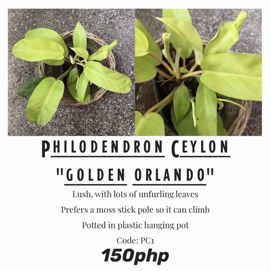Philodendron Golden Orlando Gardening Flowers Plants On Carousell