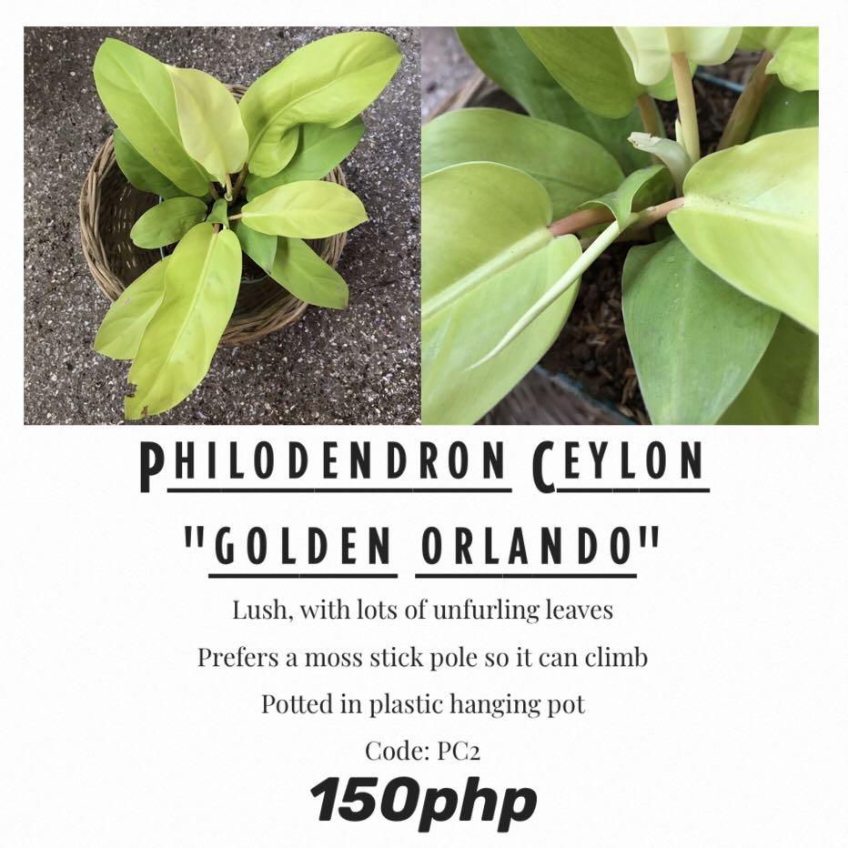 Philodendron Golden Orlando Gardening Flowers Plants On Carousell