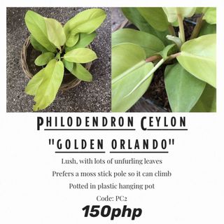 (Category: ) located in . Submitted by thriftee.ph (Listing ID 1031436611, Image 1). Description: .