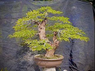 Sampaloc New Flowers Plants Carousell Philippines