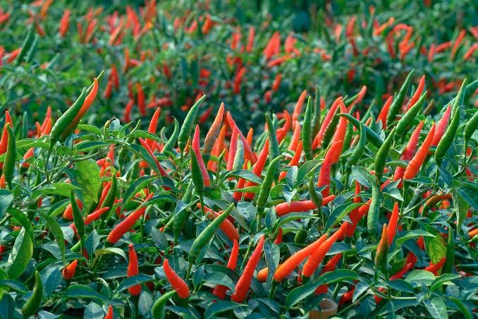 Sili Taiwan sili labuyo chili pepper with bunga, Furniture ...