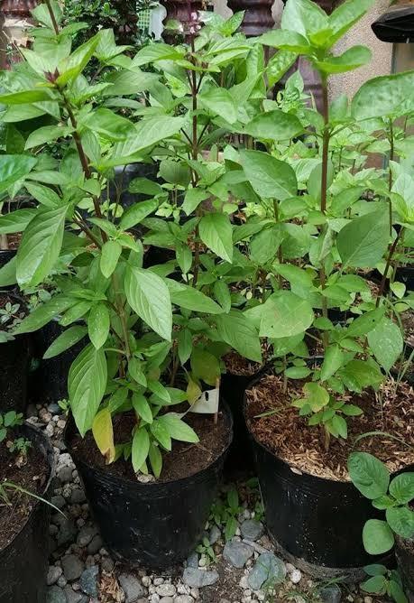 Thai Basil (Category: Plants & Seeds) located in Manila. Submitted by al.rey (Listing ID 1031439424, Image 1). Description: thai basil 150 each other herbs available Payment: BDO or BPI transfer GCASH or Cash on Delivery Delivery: Shipping to be shouldered by Buyer Item's location: Don Antonio Heights, Commonwealth QC #dealsafely #inQC #inManila. #inMakati #inPasig #sideline2 Thank you for checking my items..