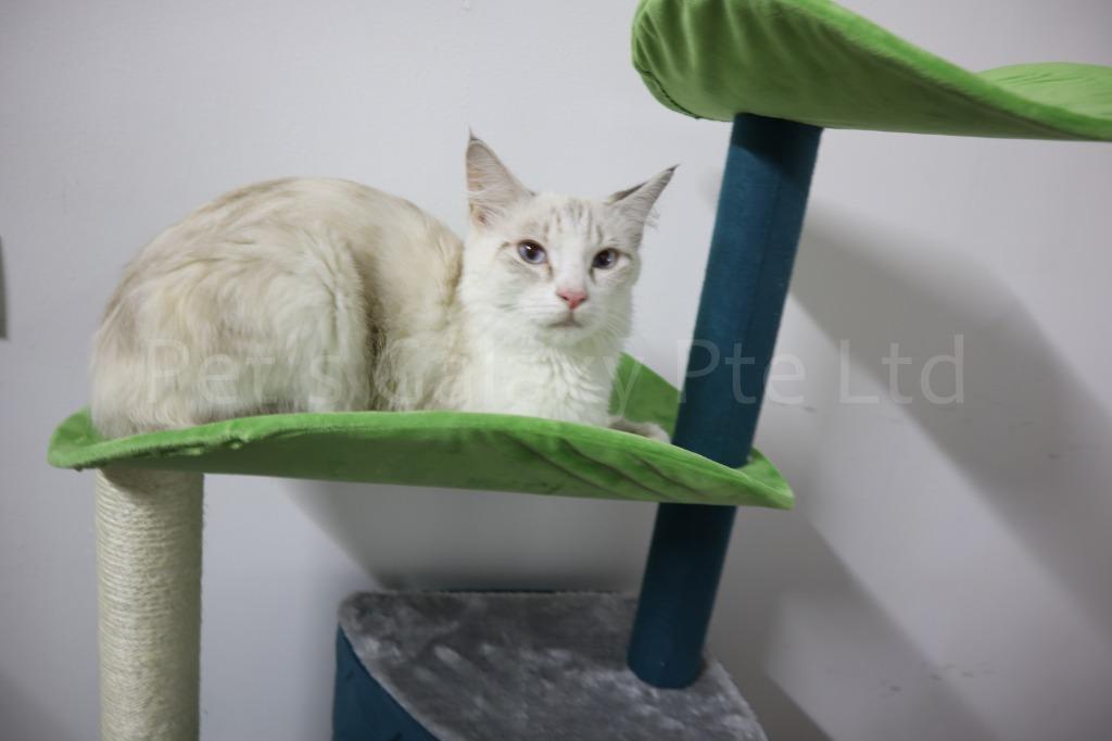 Totoro Cat Condo (Category: Homes & Other Pet Accessories) located in Singapore. Submitted by petsgalaxysg (Listing ID 1031310602, Image 3). Description: A totoro-inspired Cat tree/Condo that measures 132x61x41cm . It is strong and with many layers , cats will never be bored of climbing this tree. 2 Hidey-holes also provide a secure place for cats to nest and rest. PM or ws us for more informations at : https://api.whatsapp.com/send?phone=6585883