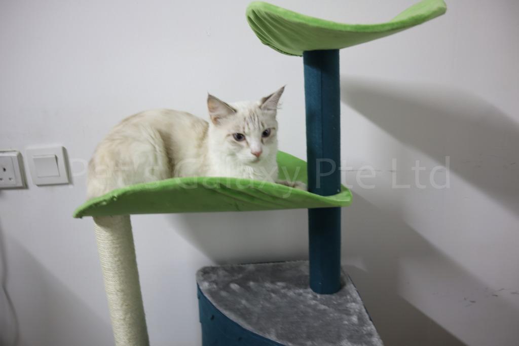 Totoro Cat Condo (Category: Homes & Other Pet Accessories) located in Singapore. Submitted by petsgalaxysg (Listing ID 1031310602, Image 2). Description: A totoro-inspired Cat tree/Condo that measures 132x61x41cm . It is strong and with many layers , cats will never be bored of climbing this tree. 2 Hidey-holes also provide a secure place for cats to nest and rest. PM or ws us for more informations at : https://api.whatsapp.com/send?phone=6585883