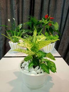 Hiasan Rumah Gardening Carousell Malaysia