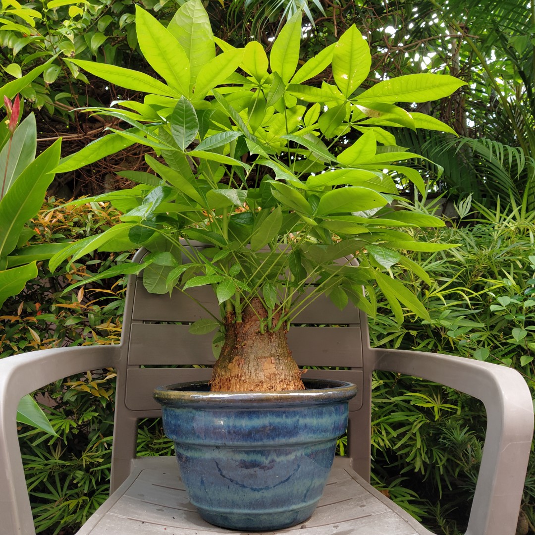 Money Tree With Thick Trunk Furniture Home Living Home Decor Artificial Plants Flowers On Carousell