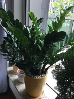 （分類：）位於 。 由 mhyrgelo 提交（商品編號 1031523520，圖片 1）。簡介： 。