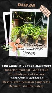 (Category: ) located in . Submitted by syiera (Listing ID 1031510596, Image 1). Description: .