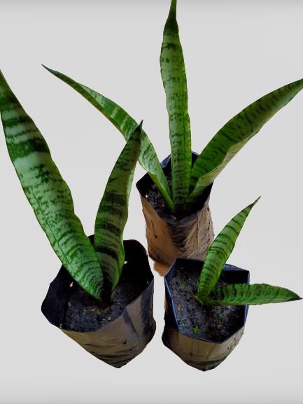 Pokok Lidah Mertua Lidah Jin Home Furniture Gardening On Carousell
