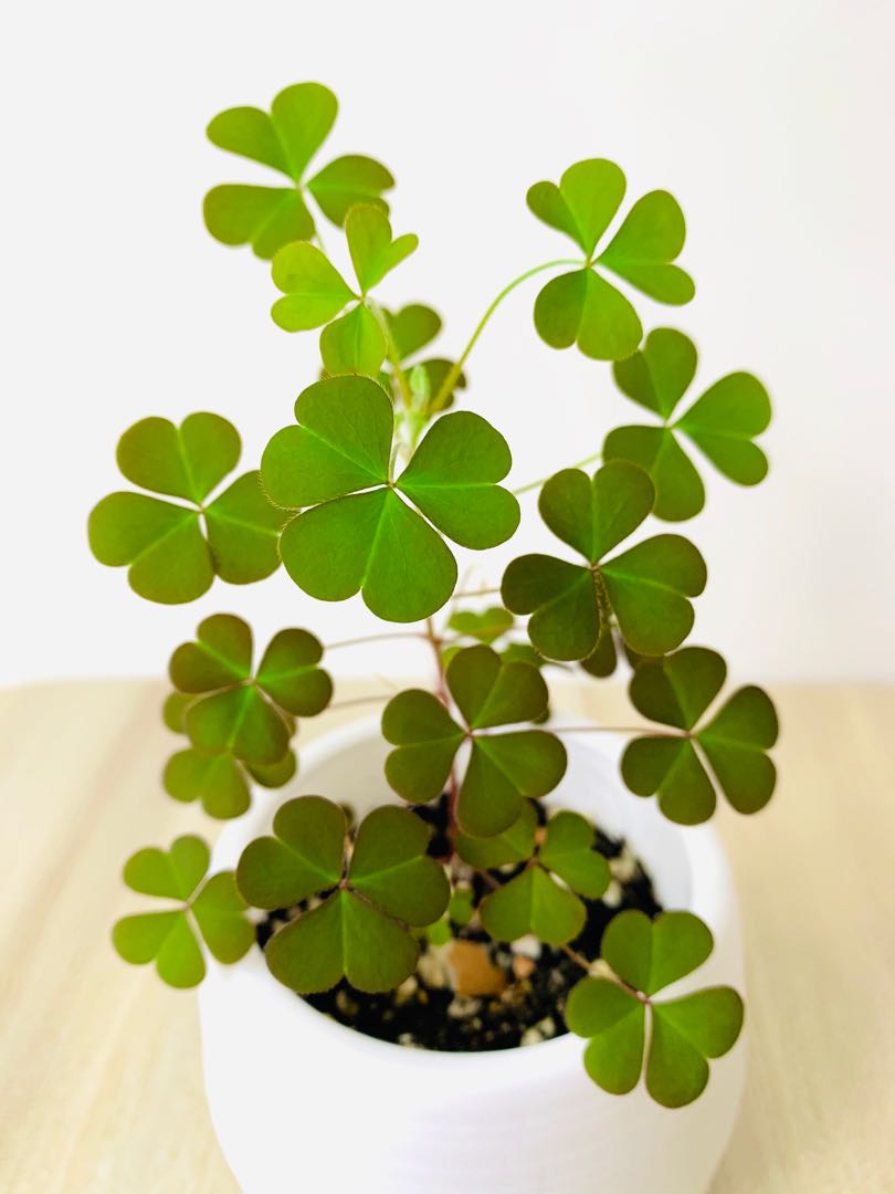 Yellow Wood Sorrel Seed Grown Furniture Home Living Gardening Plants Seeds On Carousell