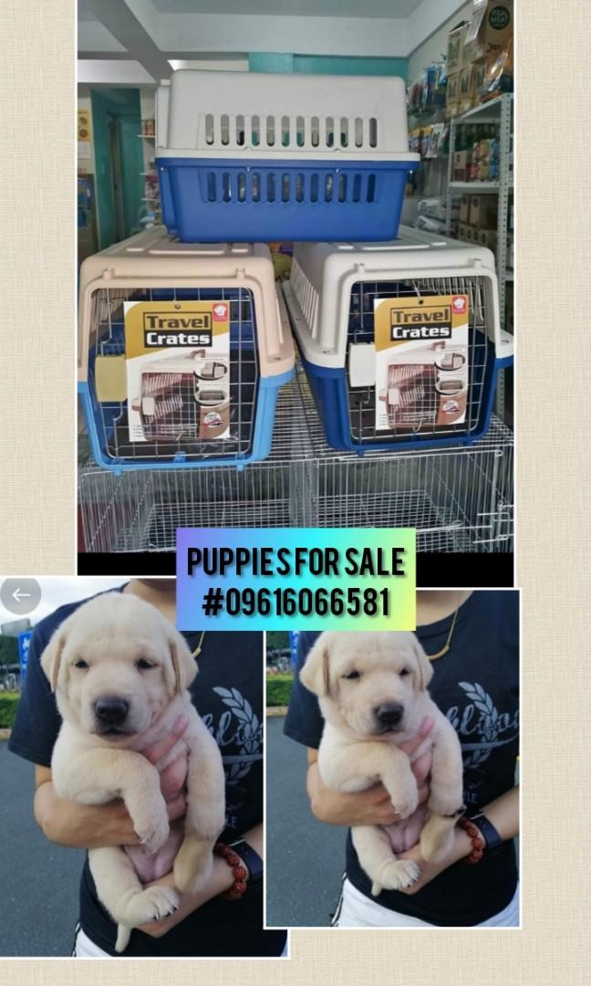 Cage \u0026 Dog for sale, Pets Supplies, Pet 