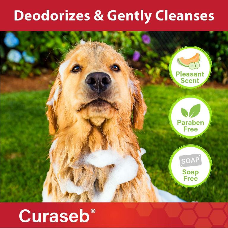 Curaseb antifungal & sales antibacterial chlorhexidine shampoo