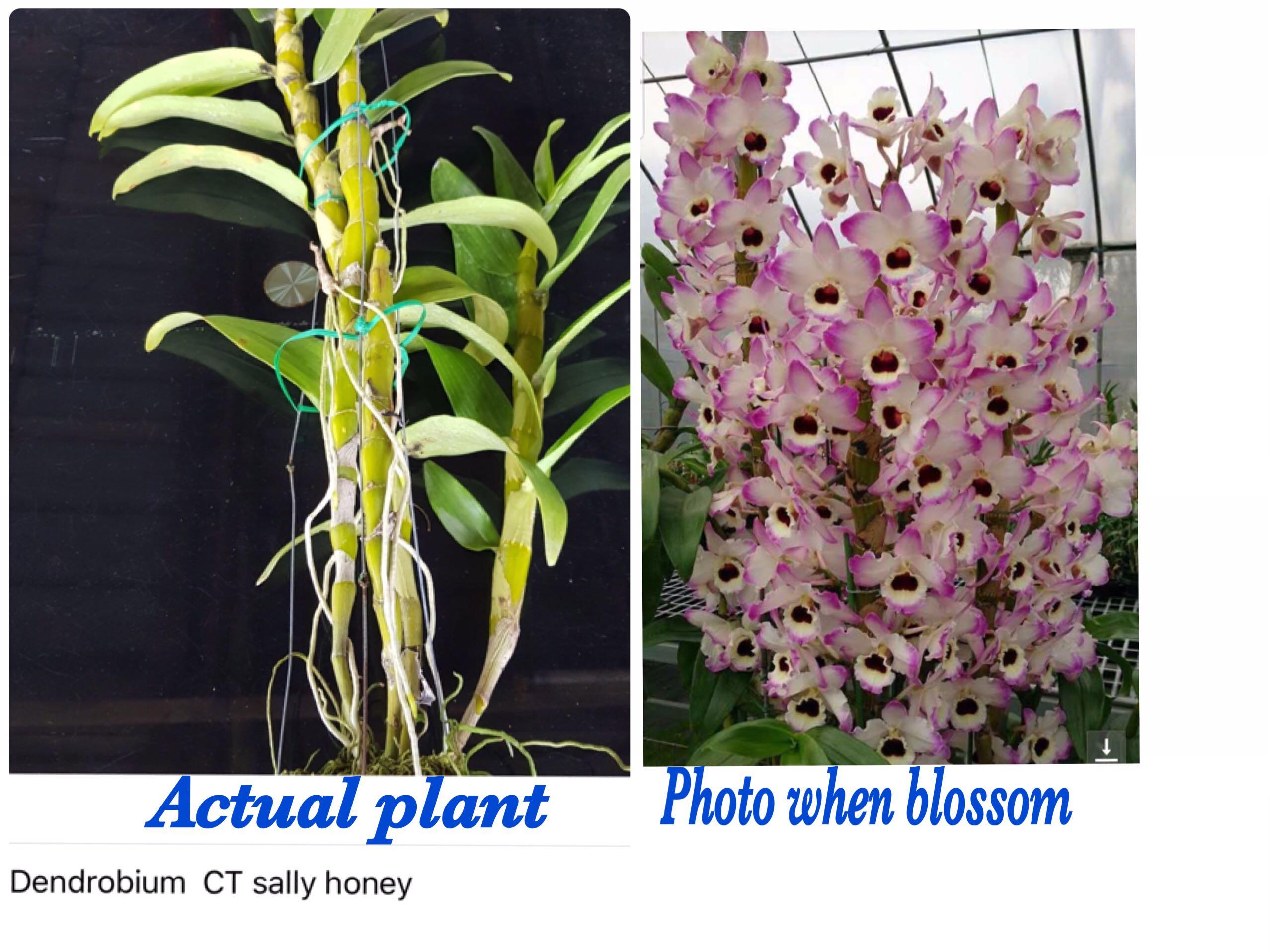 Dendrobium Ct Sally Honey Orchid Left Only 2 Plants Complimentary Free Delivery Furniture Home Living Gardening Plants Seeds On Carousell