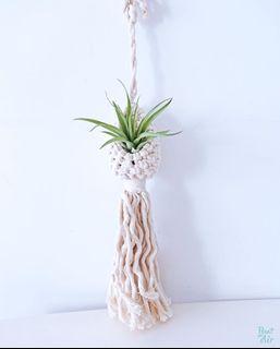 Hanging: Cozy Macrame planter with air plant