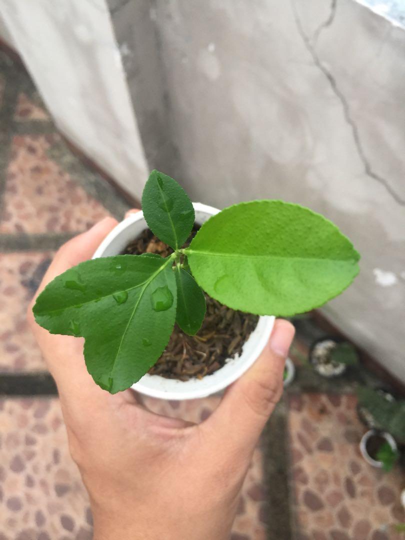 Lemon tree plant (Category: Plants & Seeds) located in Quezon City. Submitted by Dynastyshopping (Listing ID 1031861416, Image 1). Description: .