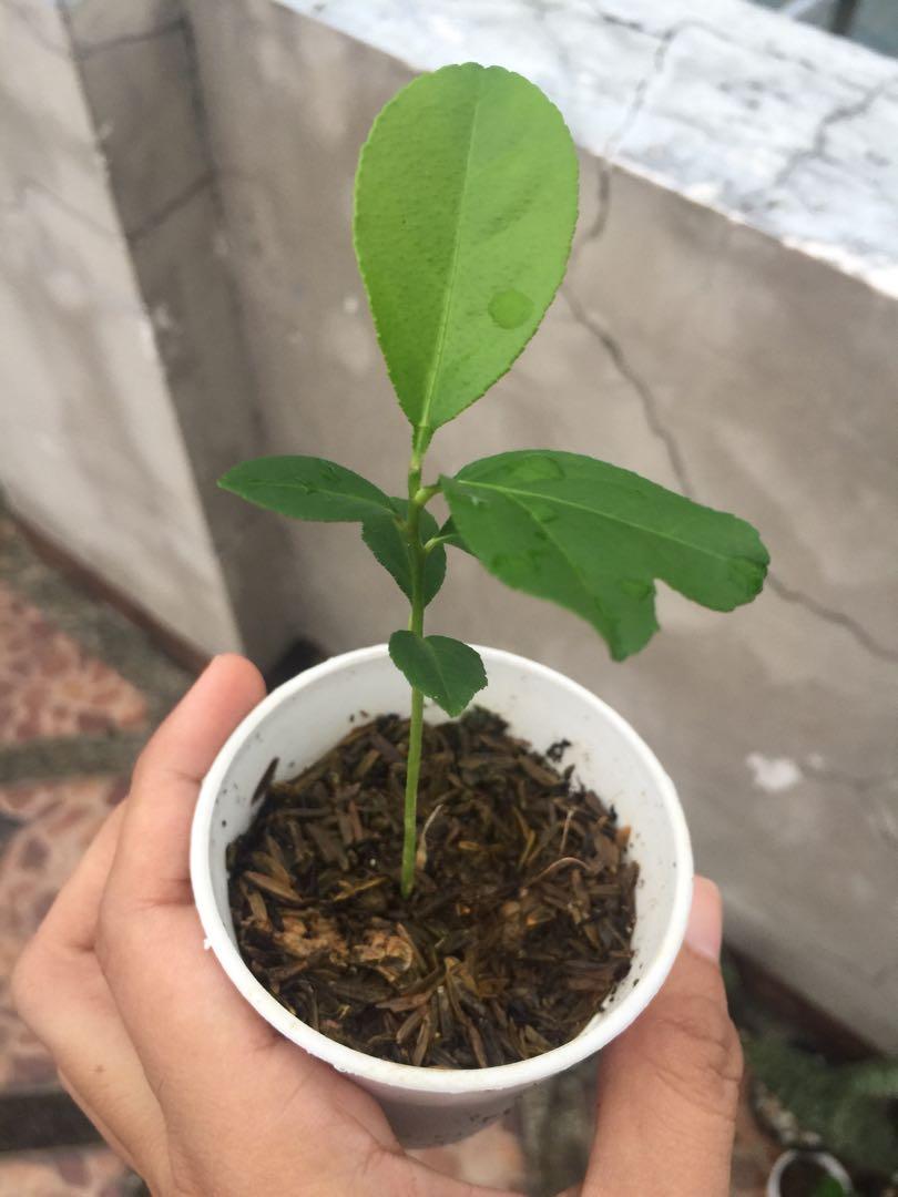 Lemon tree plant (Category: Plants & Seeds) located in Quezon City. Submitted by Dynastyshopping (Listing ID 1031861416, Image 2). Description: .