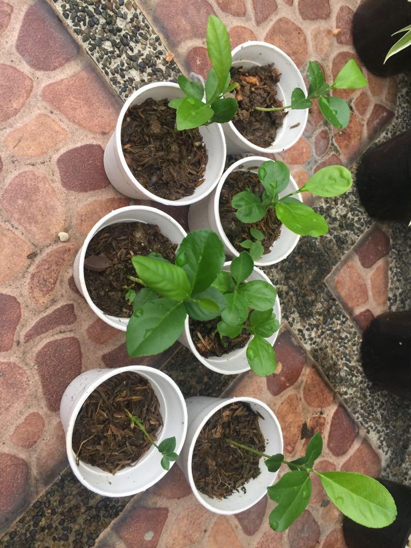 Lemon tree plant (Category: Plants & Seeds) located in Quezon City. Submitted by Dynastyshopping (Listing ID 1031861416, Image 3). Description: .