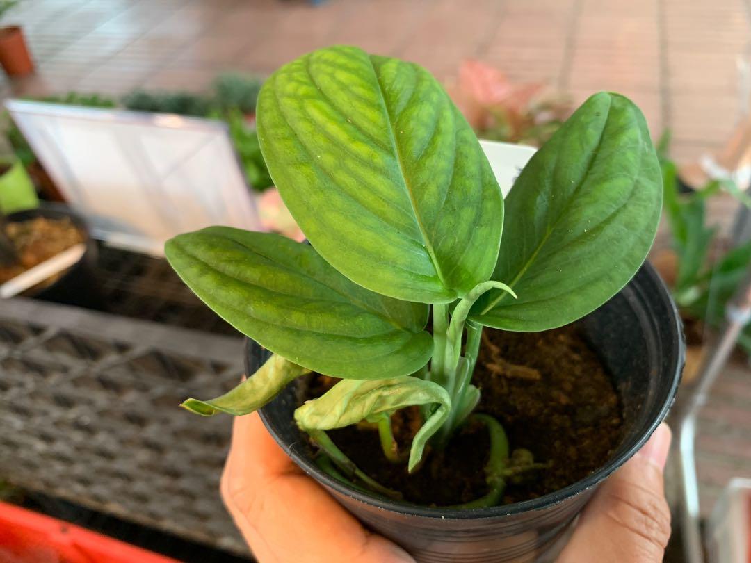 Monstera spruceana, Furniture & Home Living, Gardening, Plants & Seeds on  Carousell