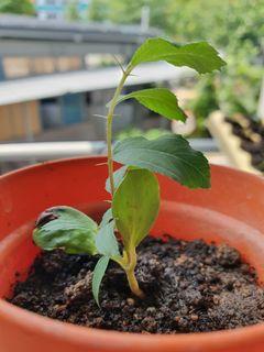 Pokok Bidara Plants Carousell Singapore