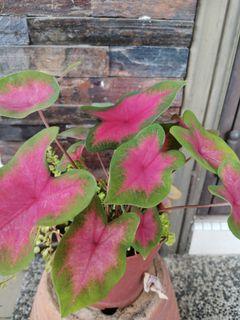 Affordable Caladium Bicolor For Sale Home Furniture Carousell Malaysia