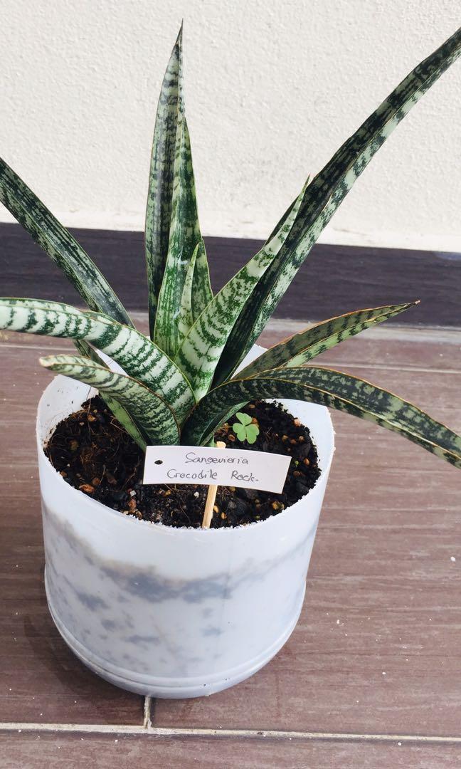 Sansevieria Crocodile Rock Snake Plant Furniture Home Living Gardening Plants Seeds On Carousell