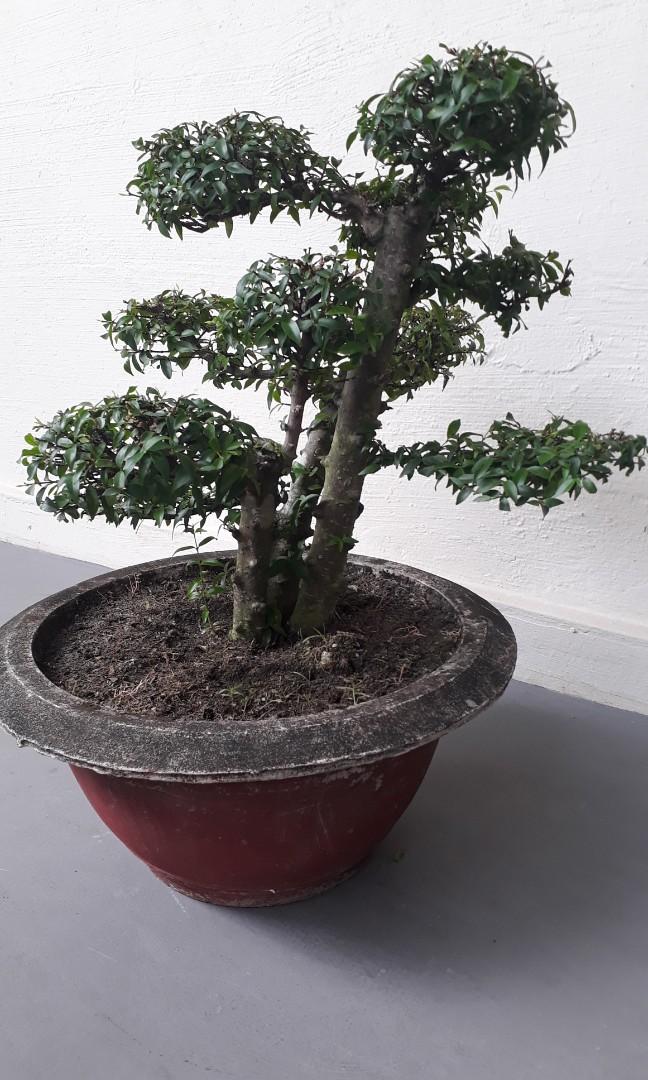 Shui Mei Water Jasmine Bonsai Gardening Plants On Carousell