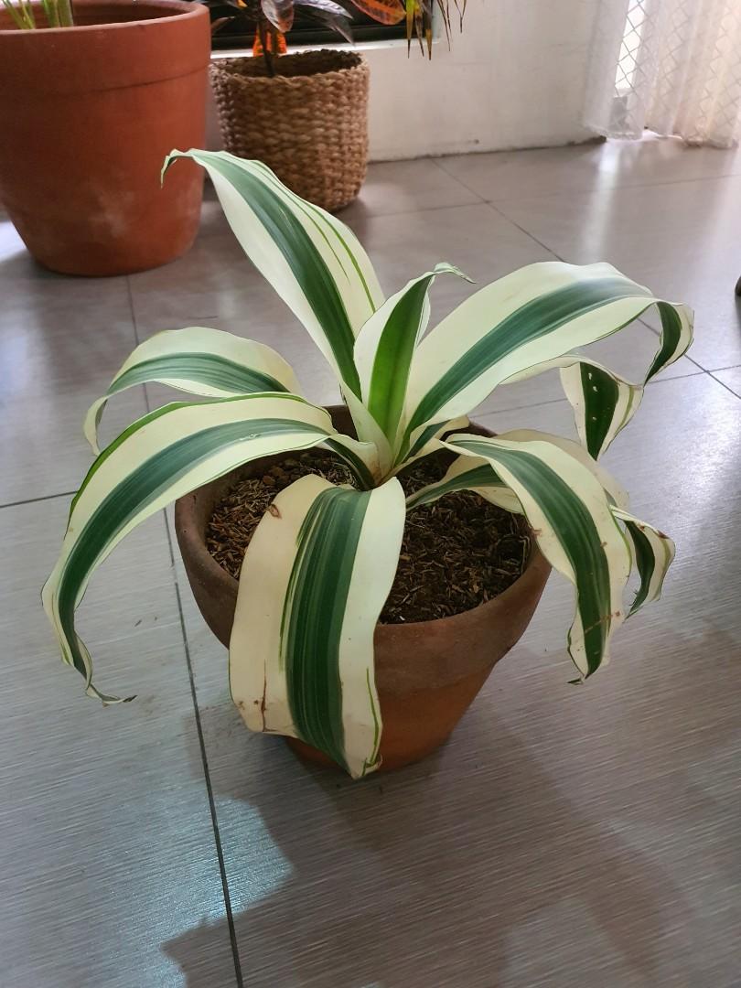 White aspen/variegared fortune plant (Category: Plants & Seeds) located in Manila. Submitted by paolaverches (Listing ID 1031691517, Image 1). Description: actual pic posted 1 plant left Location: Parañaque MOP: BDO, BPI Family, COD and Gcash.