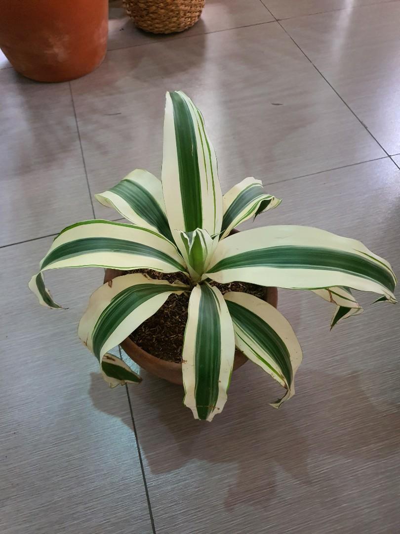 White aspen/variegared fortune plant (Category: Plants & Seeds) located in Manila. Submitted by paolaverches (Listing ID 1031691517, Image 2). Description: actual pic posted 1 plant left Location: Parañaque MOP: BDO, BPI Family, COD and Gcash.