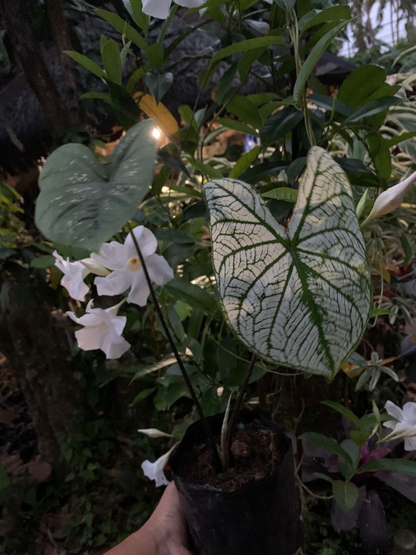 white christmas plant