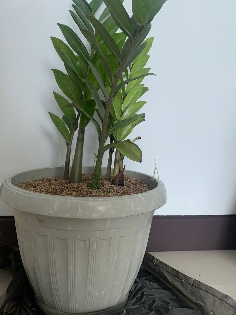 Zz Plant Big Furniture Home Living Gardening Plants Seeds On Carousell Zz Plant Big Furniture Home Living Gardening Plants Seeds On Carousell