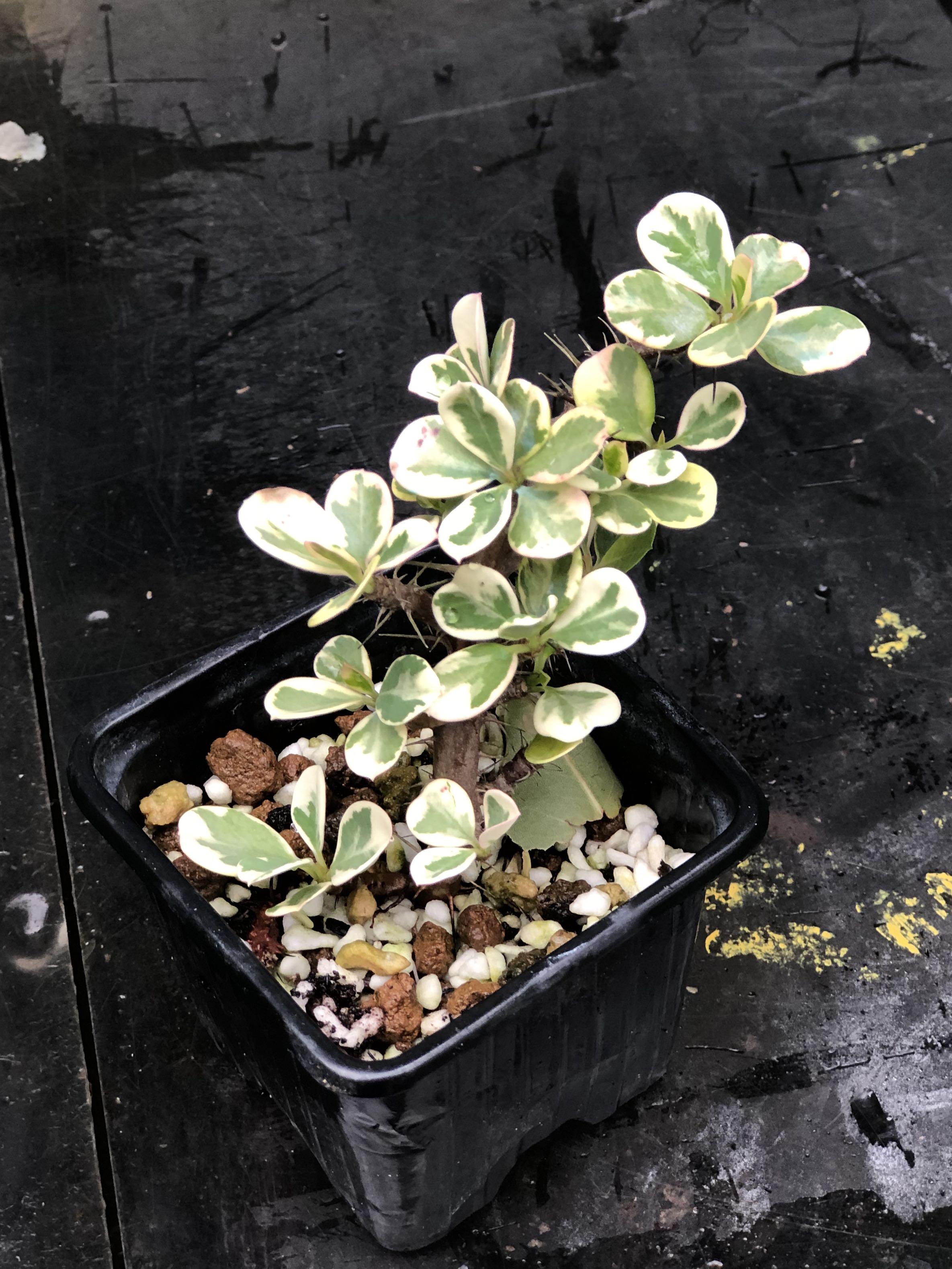 圓葉麒麟花 罕有品種 傢俬 家居 園藝 植物及種子on Carousell 圓葉麒麟花 罕有品種 傢俬 家居 園藝 植物及種子on Carousell