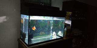 (Category: ) located in . Submitted by comel1982 (Listing ID 1025737227, Image 1). Description: .