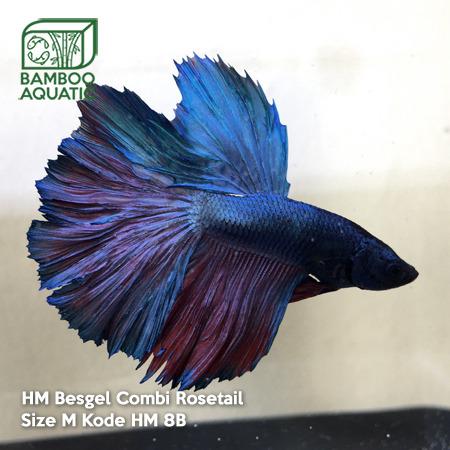 Cupang Halfmoon Steel Blue Rosetail 8b Perlengkapan Hewan Makanan Hewan Di Carousell