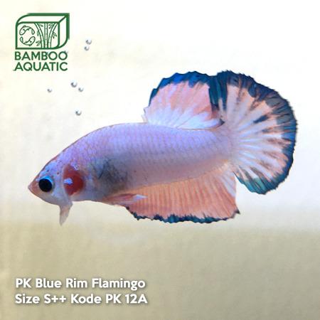 Cupang Plakat Blue Rim Flamingo Perlengkapan Hewan Makanan Hewan Di Carousell