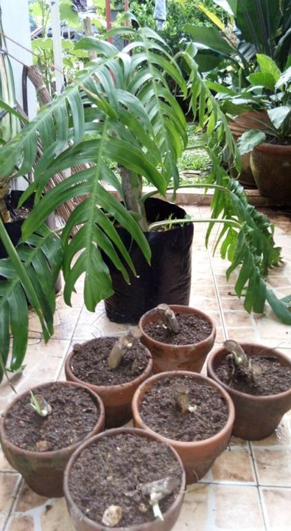 Dragon S Tail Plant For Sale Tibatib Gardening Flowers Plants On Carousell