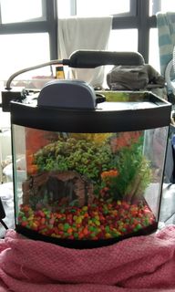 (Category: ) located in . Submitted by dianne97 (Listing ID 1025616636, Image 1). Description: .