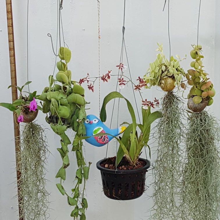 Spanish Moss In Flower Arrangements Best Flower Site