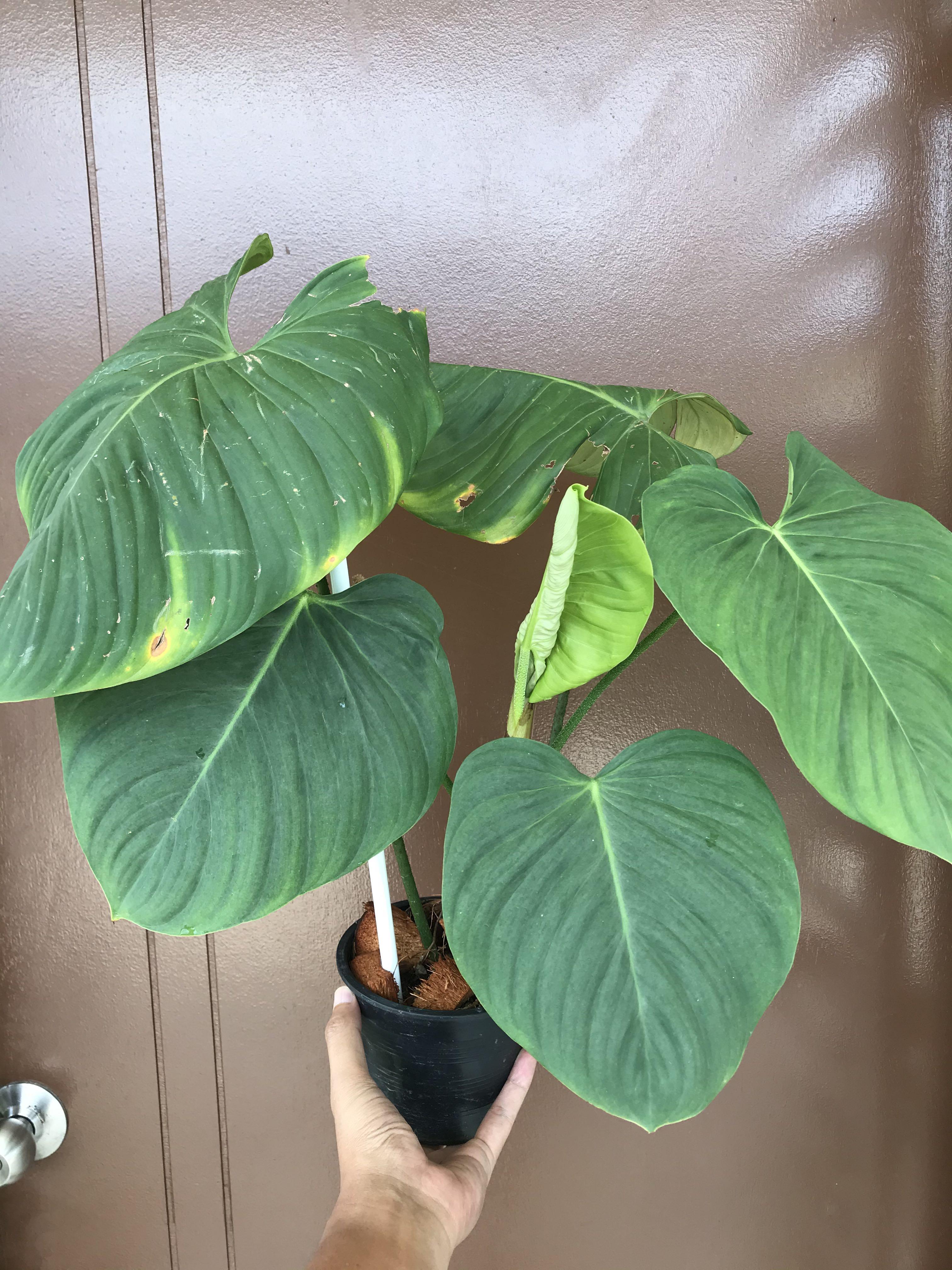 Philodendron Nangaritense Home Furniture Gardening On Carousell