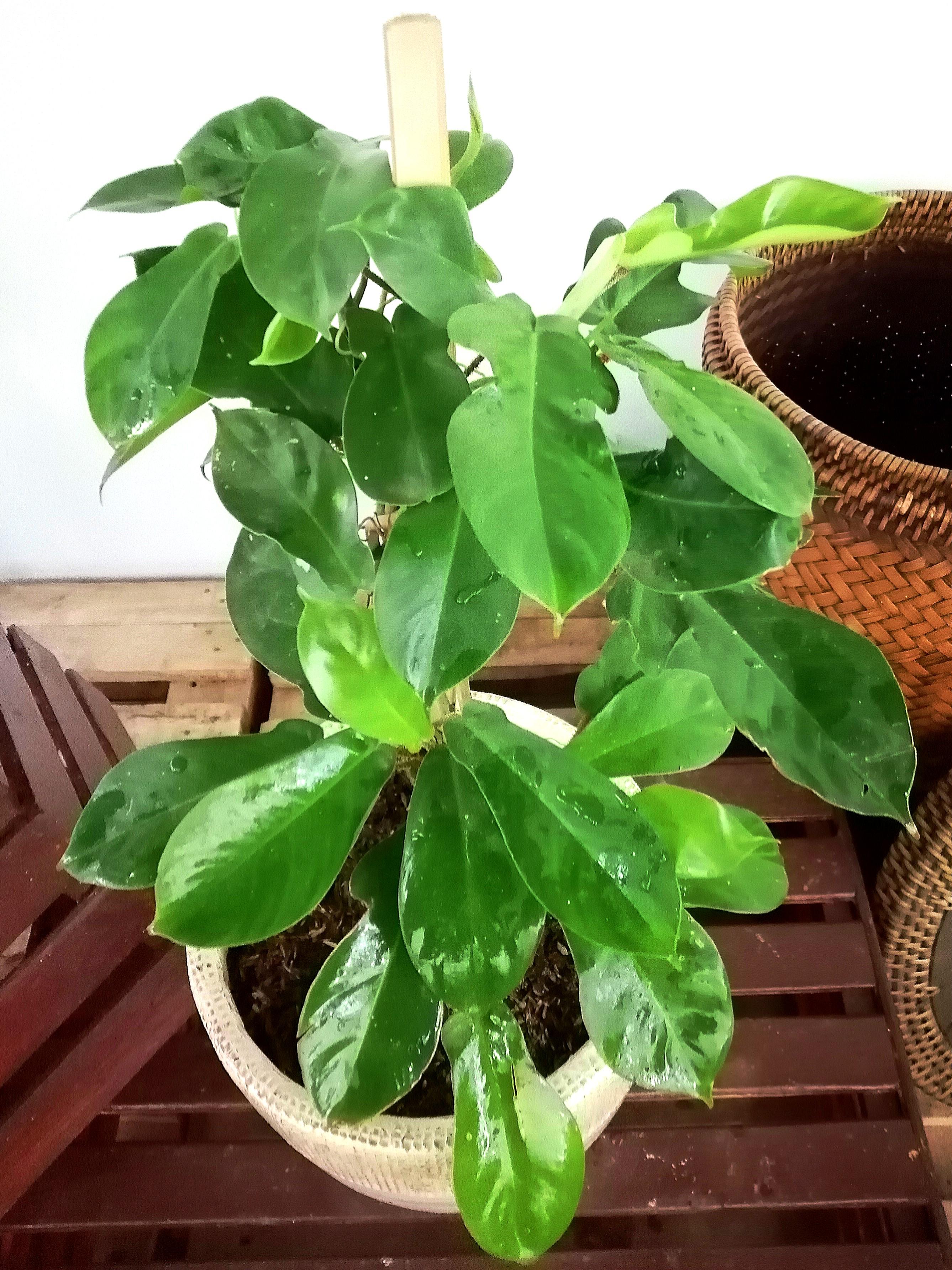 Philodendron Squamiferum Gardening Flowers Plants On Carousell