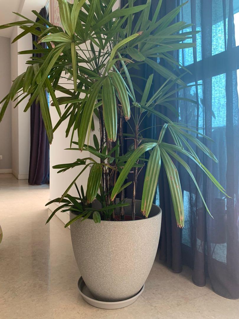 Xl Planter Pot Lightweight 38cm Diameter Gardening Pots Planters On Carousell